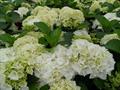 bigleaf hydrangea, French hydrangea, lacecap hydrangea, mophead hydrangea, penny mac 